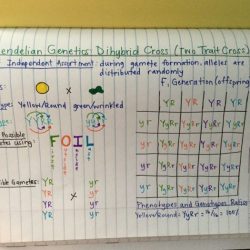 Amoeba sisters dihybrid crosses answer key pdf