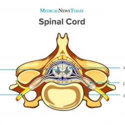 Art-labeling activity gross anatomy of the spinal cord