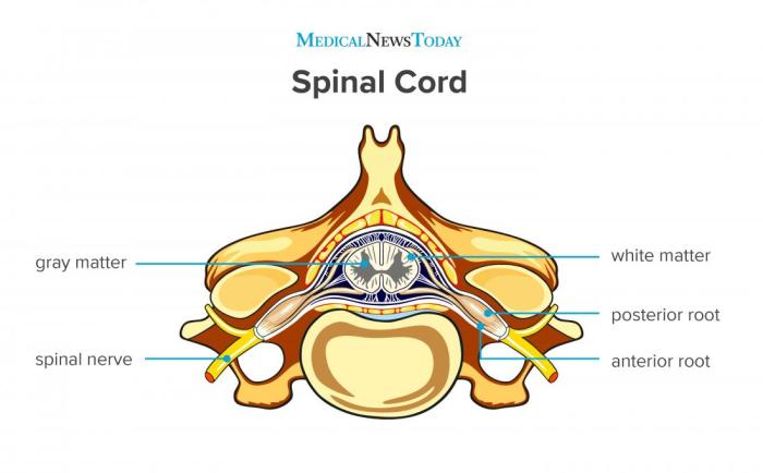 Art-labeling activity gross anatomy of the spinal cord