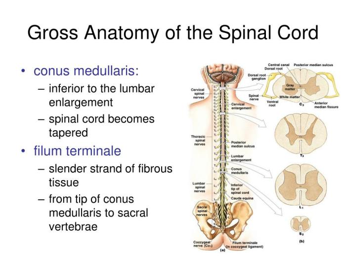 Art-labeling activity gross anatomy of the spinal cord