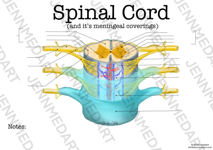 Spinal cord anatomy cross diagram section human tracts ventral labeled nervous dorsal horn horns physiology nerve root model nerves spine