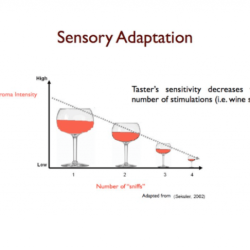 Adaptation biologyonline dictionary